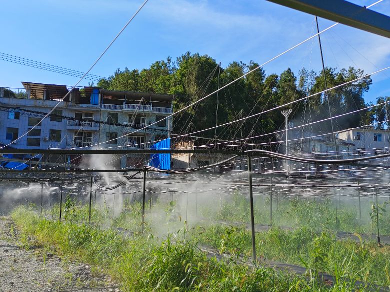 農(nóng)藥精準(zhǔn)噴灑至獼猴桃植株上 周文君攝